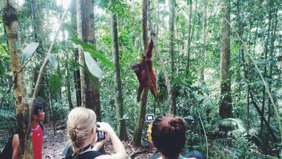 Orangutantreksumatra & Lovely Jungle Lodge Only Book If You Are Treking With Us Bukit Lawang Ngoại thất bức ảnh