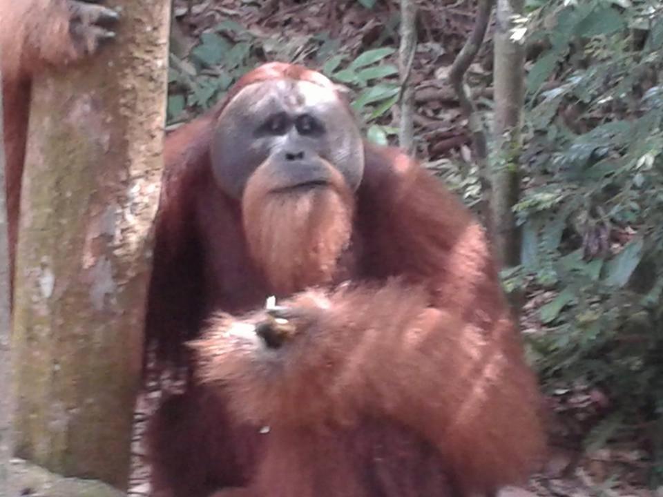 Orangutantreksumatra & Lovely Jungle Lodge Only Book If You Are Treking With Us Bukit Lawang Ngoại thất bức ảnh