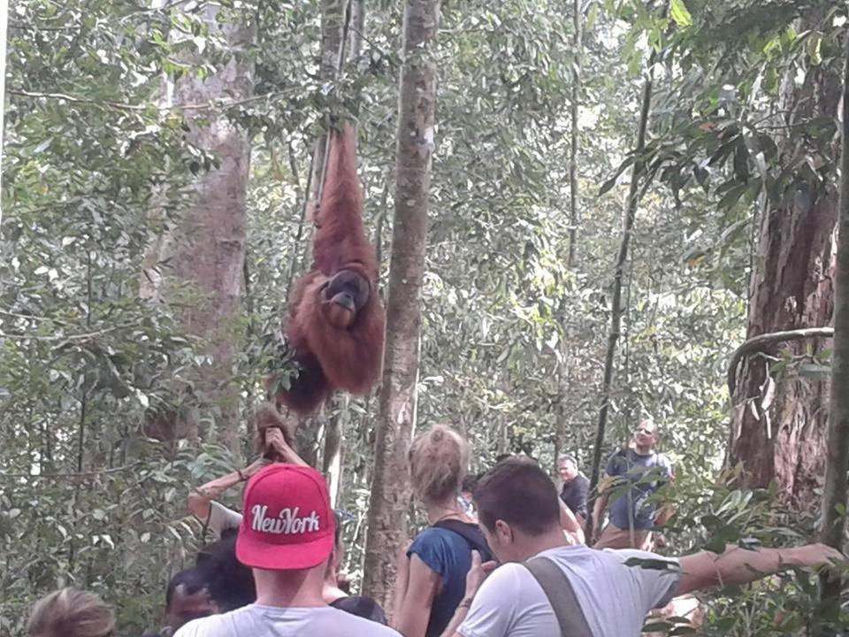 Orangutantreksumatra & Lovely Jungle Lodge Only Book If You Are Treking With Us Bukit Lawang Ngoại thất bức ảnh