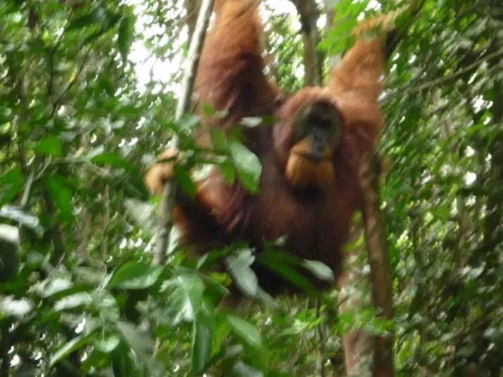 Orangutantreksumatra & Lovely Jungle Lodge Only Book If You Are Treking With Us Bukit Lawang Ngoại thất bức ảnh