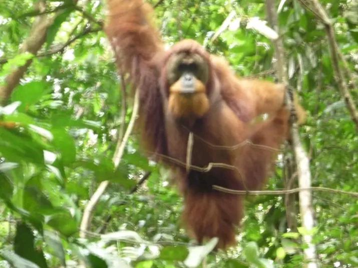 Orangutantreksumatra & Lovely Jungle Lodge Only Book If You Are Treking With Us Bukit Lawang Ngoại thất bức ảnh