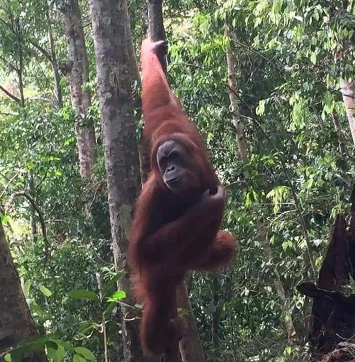 Orangutantreksumatra & Lovely Jungle Lodge Only Book If You Are Treking With Us Bukit Lawang Ngoại thất bức ảnh