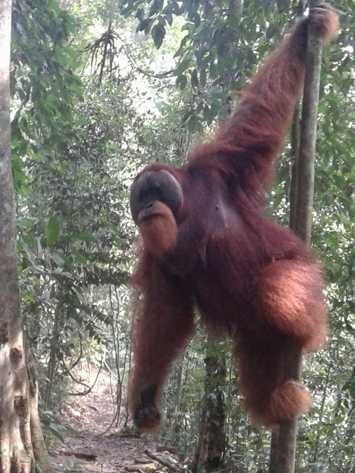 Orangutantreksumatra & Lovely Jungle Lodge Only Book If You Are Treking With Us Bukit Lawang Phòng bức ảnh