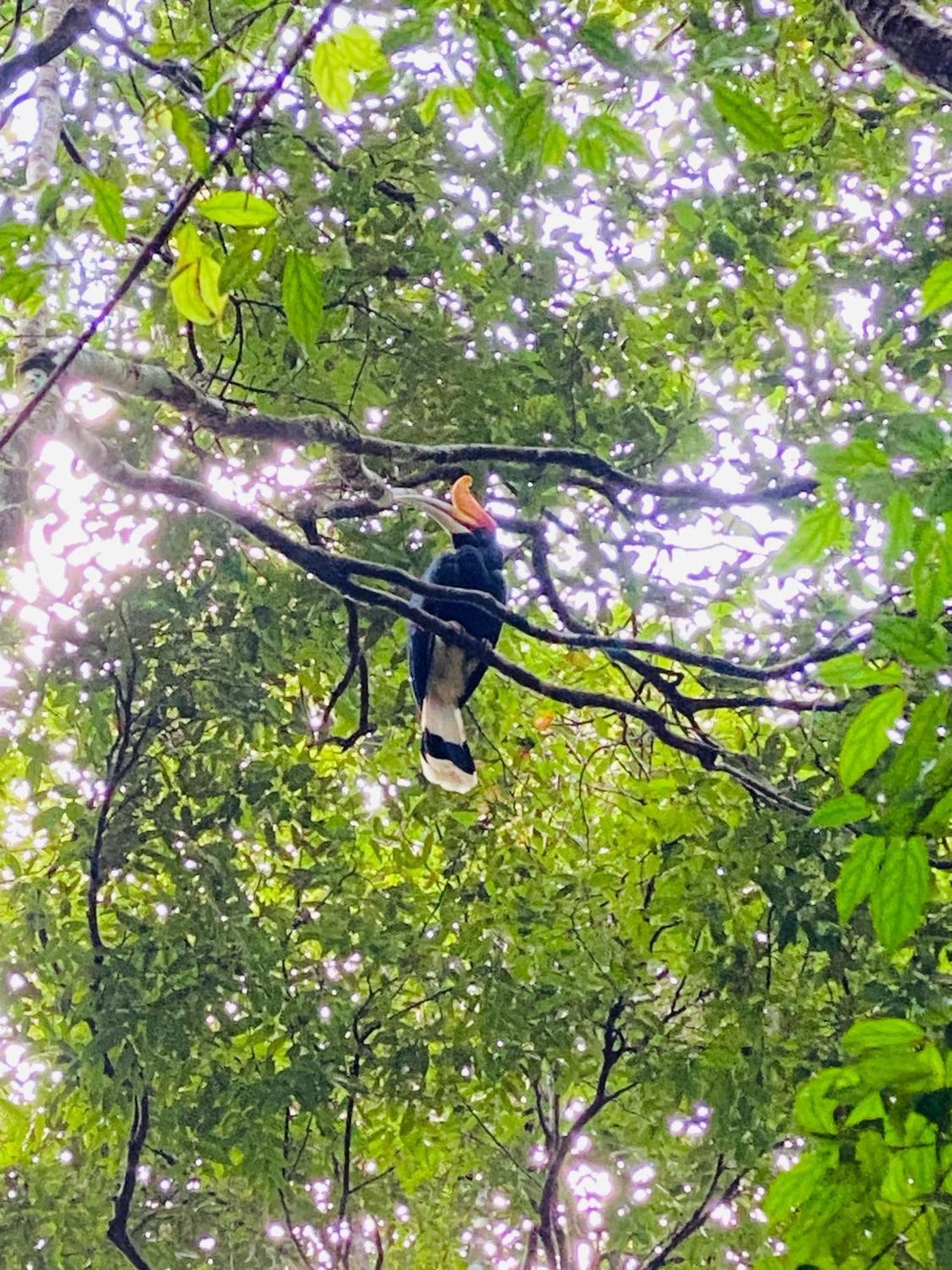 Orangutantreksumatra & Lovely Jungle Lodge Only Book If You Are Treking With Us Bukit Lawang Ngoại thất bức ảnh