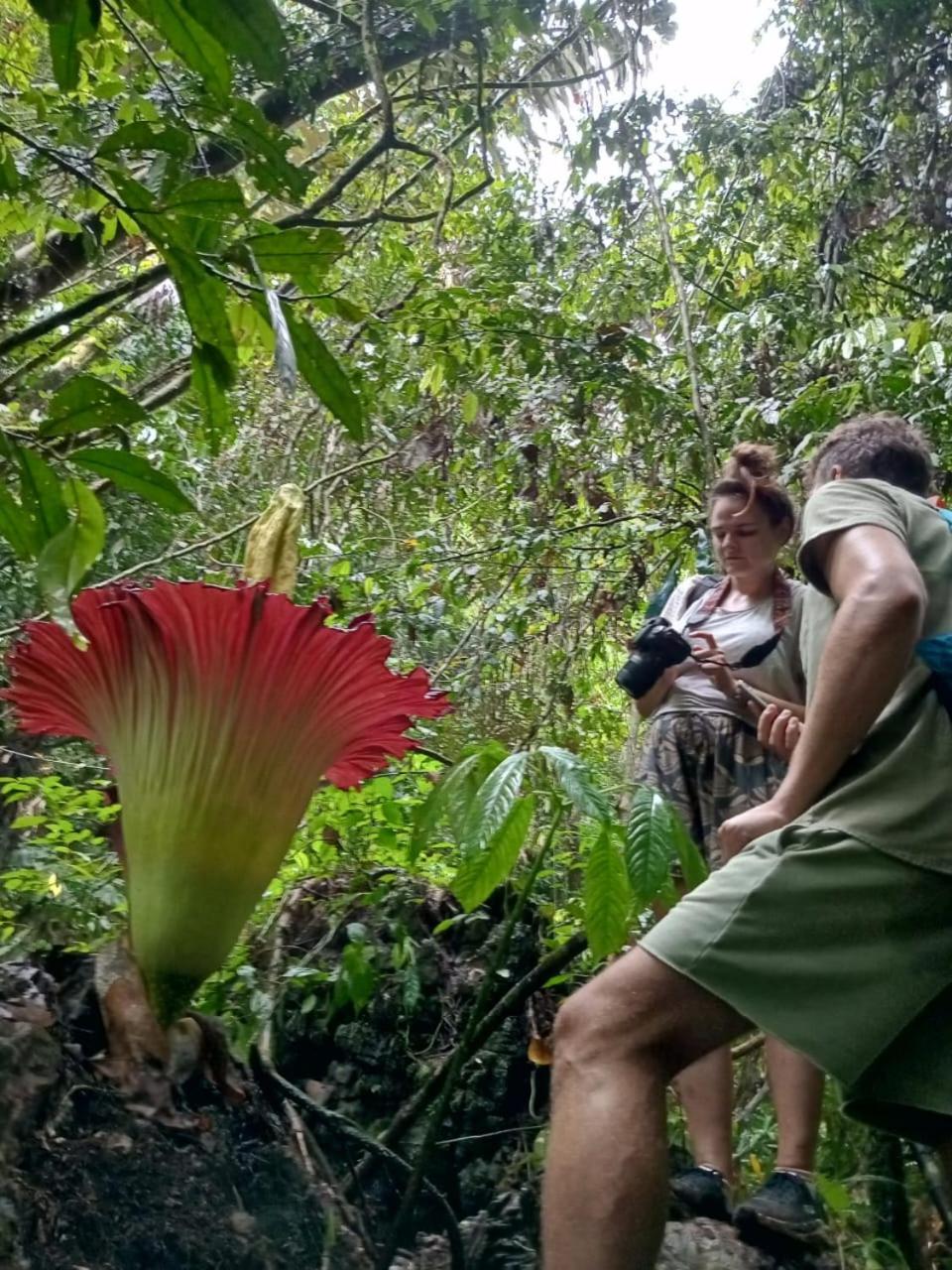 Orangutantreksumatra & Lovely Jungle Lodge Only Book If You Are Treking With Us Bukit Lawang Ngoại thất bức ảnh